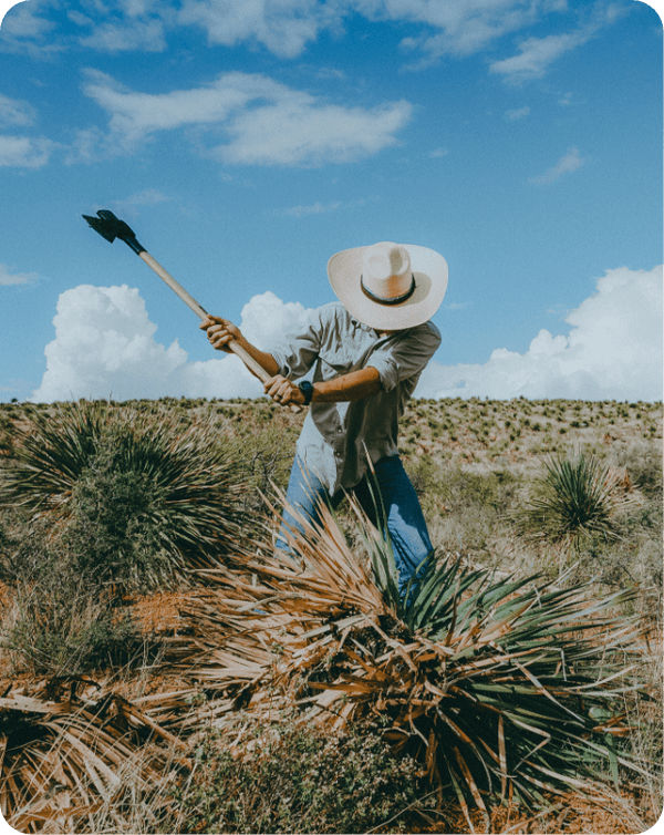 A sotol harvester swinging an axe into a wild desert spoon plant in the Chihuahuan Desert under a blue sky