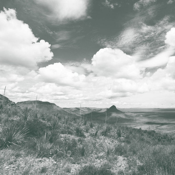 Wide view of Chihuahuan Desert grassland dotted with wild sotol plants under open sky, the uncultivated habitat Los Magos harvests from
