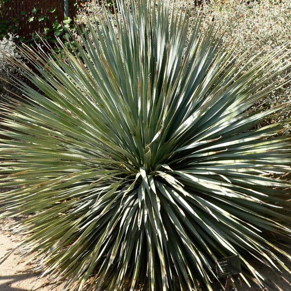 A mature wild sotol plant, Dasylirion, showing the spiky rosette of thin serrated leaves that gives the desert spoon its name
