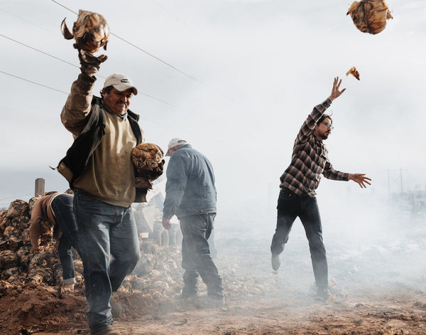 Workers unloading roasted sotol pinas from a smoking underground volcanic rock oven at the Los Magos distillery in Chihuahua