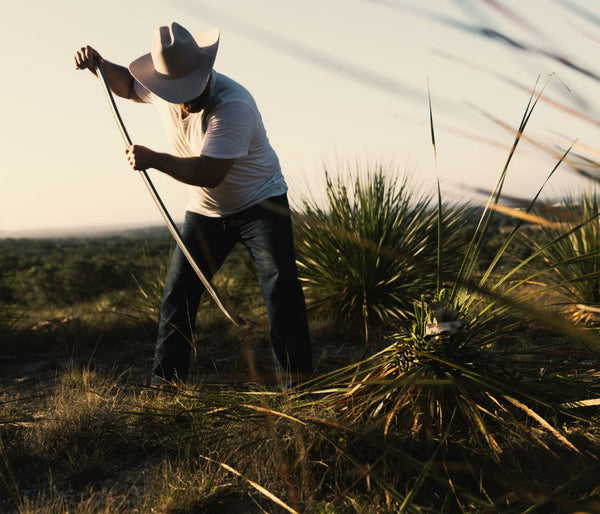 A sotol harvester in a straw hat working a wild desert spoon plant by hand in the Chihuahuan grassland at golden hour