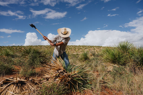 A harvester swinging a tool over a wild sotol plant under a wide desert sky