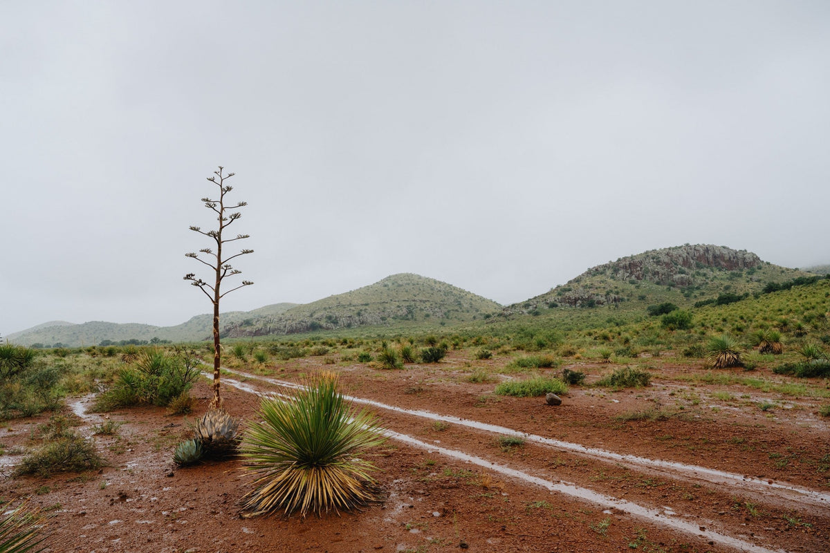 A dirt road through Chihuahuan desert grassland with a tall sotol flower stalk and mountains behind