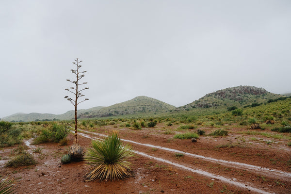 A dirt road through Chihuahuan desert grassland with a tall sotol flower stalk and mountains behind