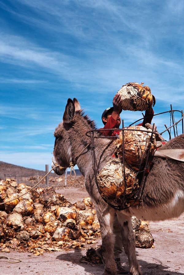 Roasted sotol pinas piled in the Chihuahuan Desert after a traditional wild harvest