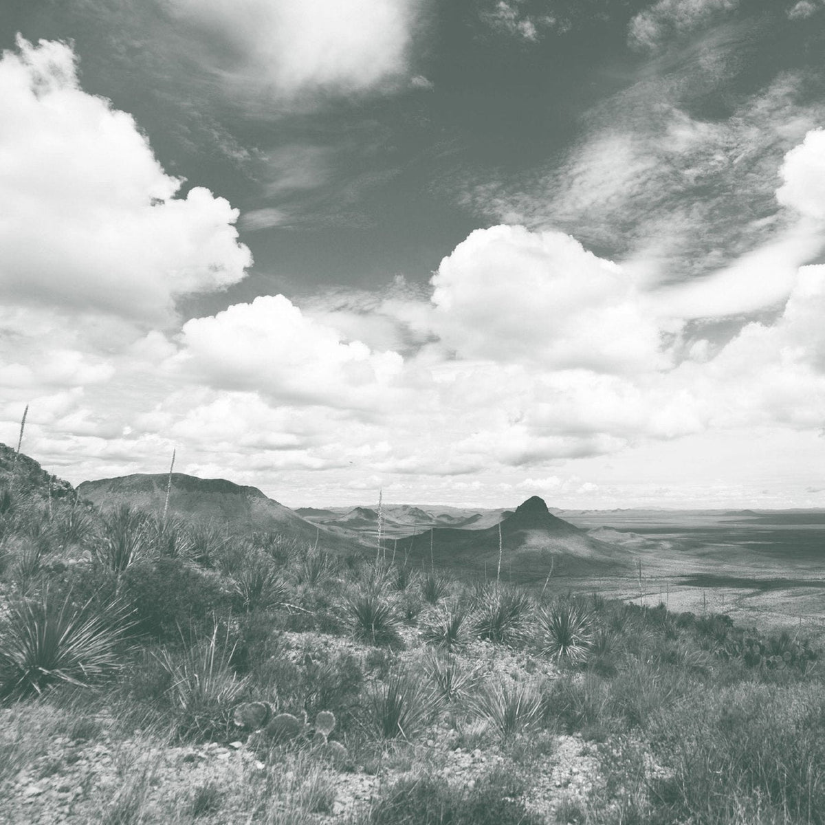 Wide view of Chihuahuan Desert grassland dotted with wild sotol plants under open sky, the uncultivated habitat Los Magos harvests from