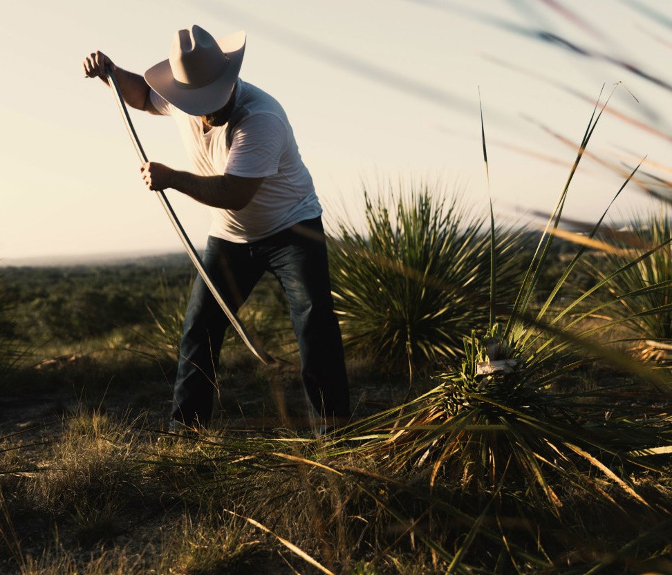 A sotol harvester in a straw hat working a wild desert spoon plant by hand in the Chihuahuan grassland at golden hour